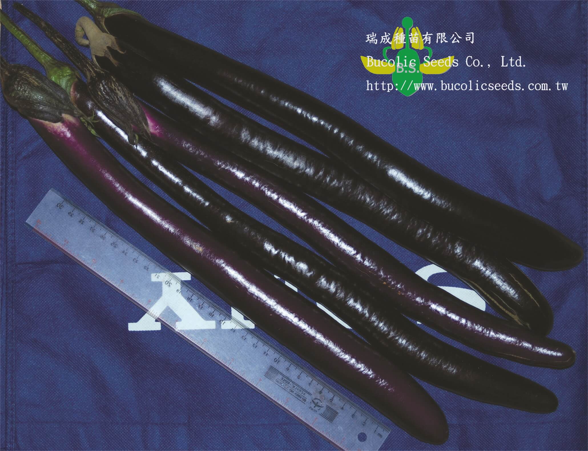 N長茄 712